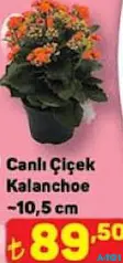 CANLI ÇİÇEK KALANCHOE CANLI ÇİÇEK KALANCHOE